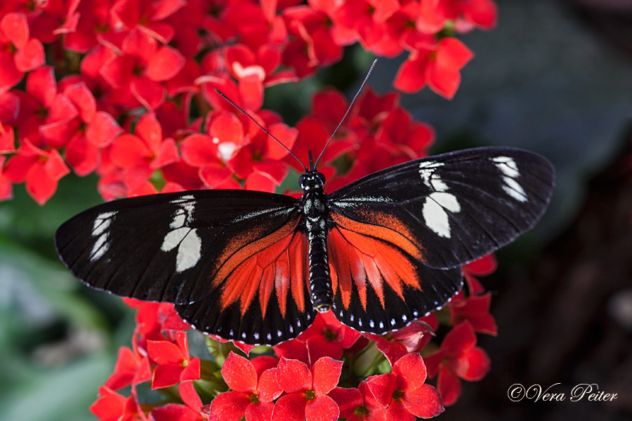 Passionsblumenfalter Heliconius doris