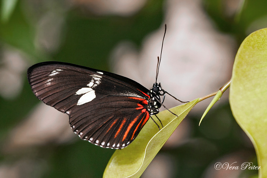 Passionsblumenfalter Heliconius doris
