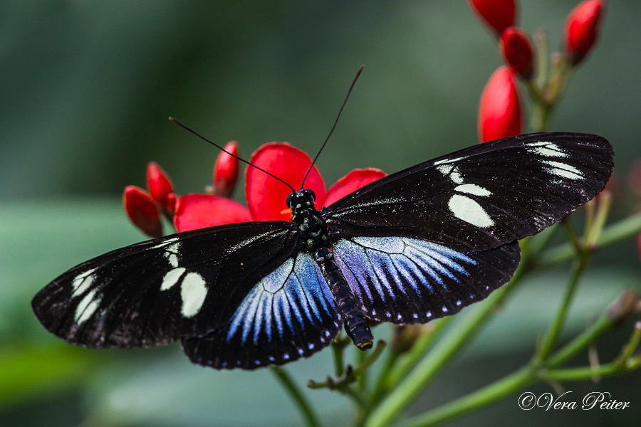 Passionsblumenfalter Heliconius doris