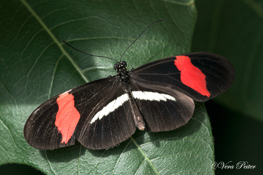 Passionsblumenfalter Heliconius melpomene