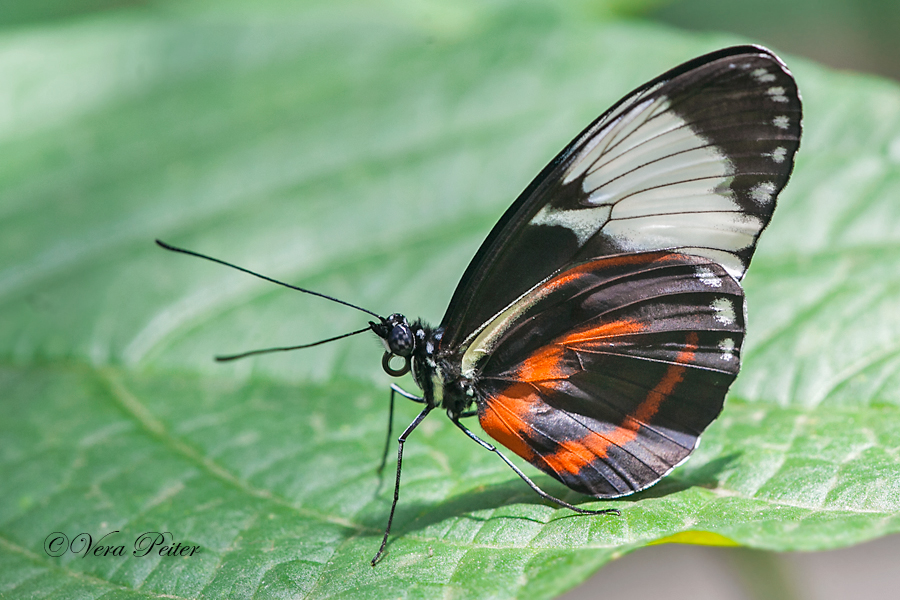 Passionsblumenfalter Heliconius cydno