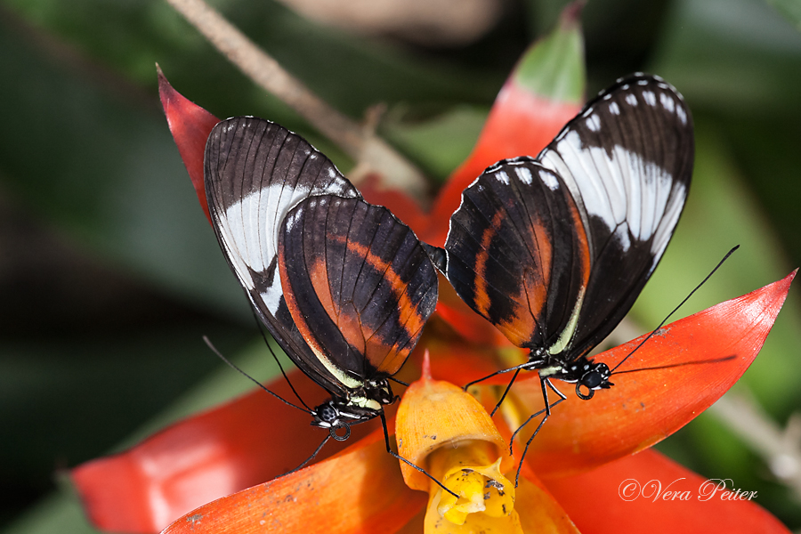 Passionsblumenfalter Heliconius cydno