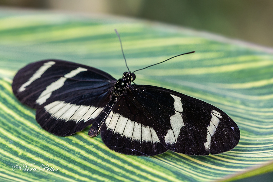 Passionsblumenfalter Heliconius hewitsoni