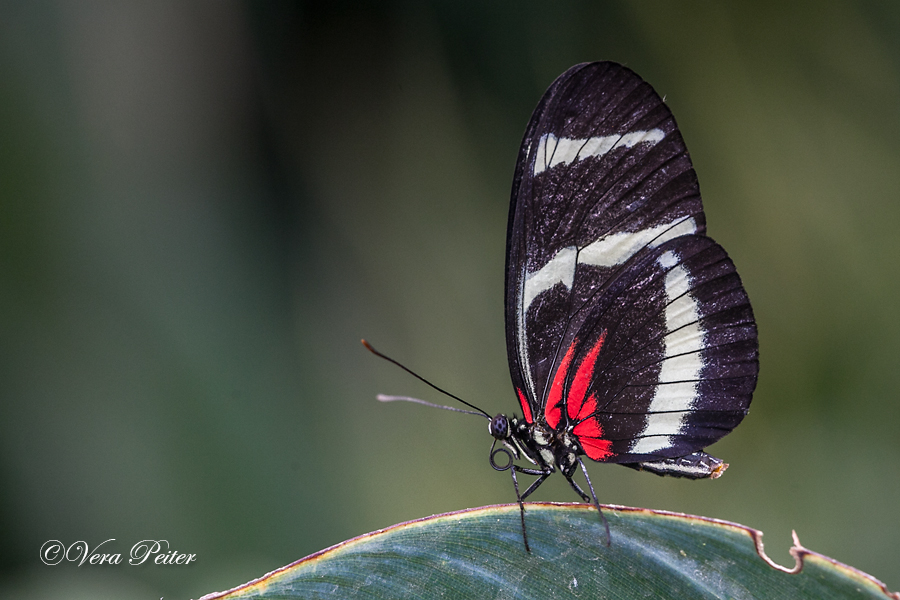 Passionsblumenfalter Heliconius hewitsoni