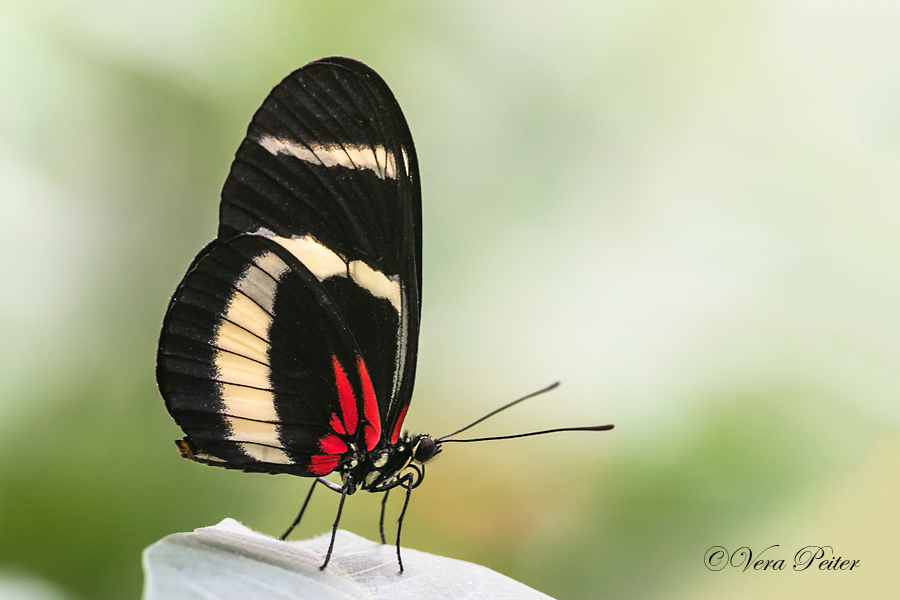 Passionsblumenfalter Heliconius hewitsoni