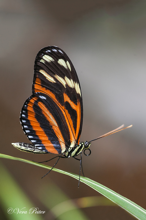 Passionsblumenfalter Heliconius ismenius