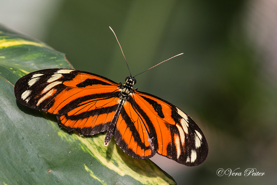 Passionsblumenfalter Heliconius ismenius