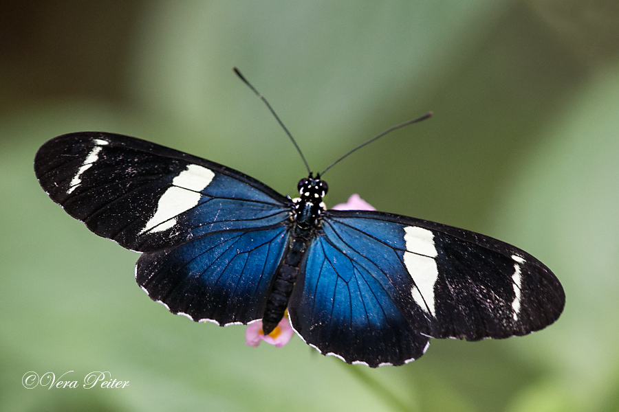 Passionsblumenfalter Heliconius sara