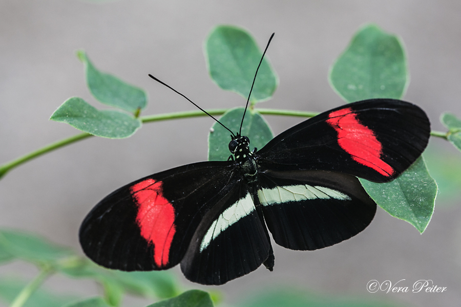 Passionsblumenfalter Heliconius melpomene