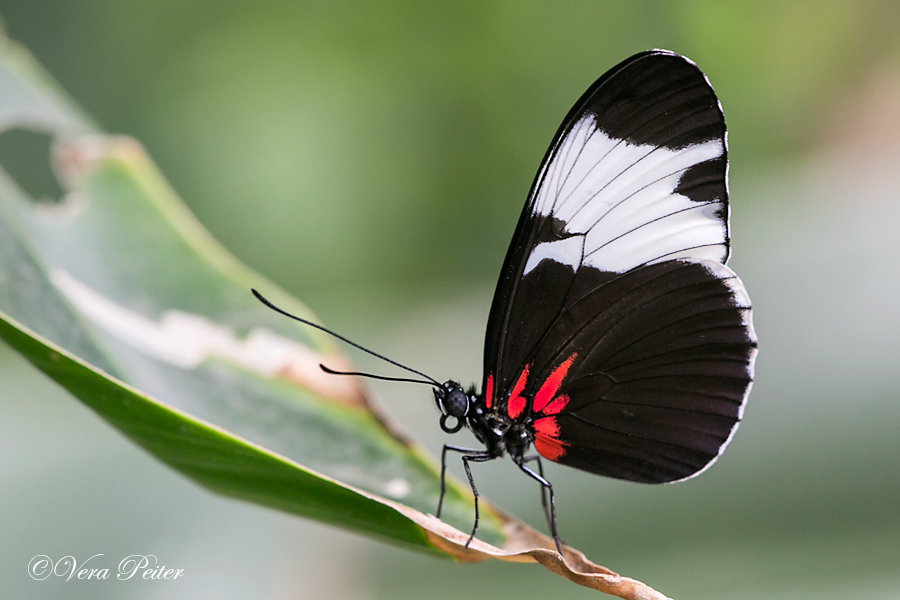 Passionsblumenfalter Heliconius sapho