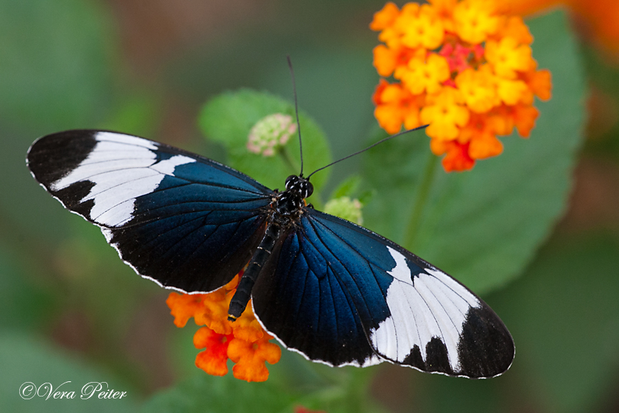 Passionsblumenfalter Heliconius sapho