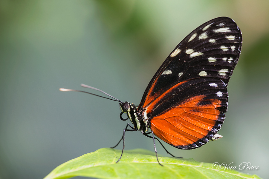 Passionsblumenfalter Heliconius hecale