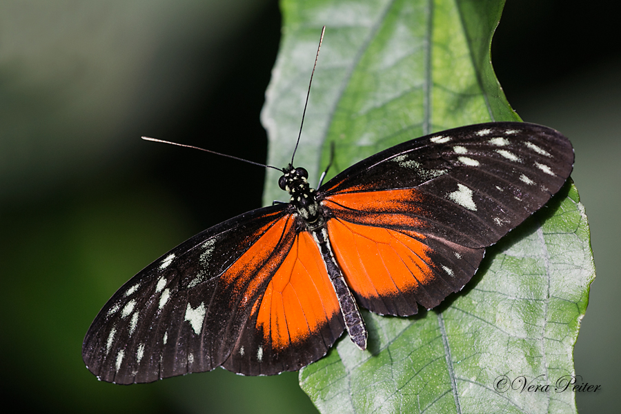 Passionsblumenfalter Heliconius hecale