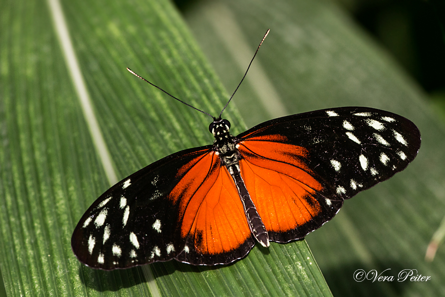 Passionsblumenfalter Heliconius hecale