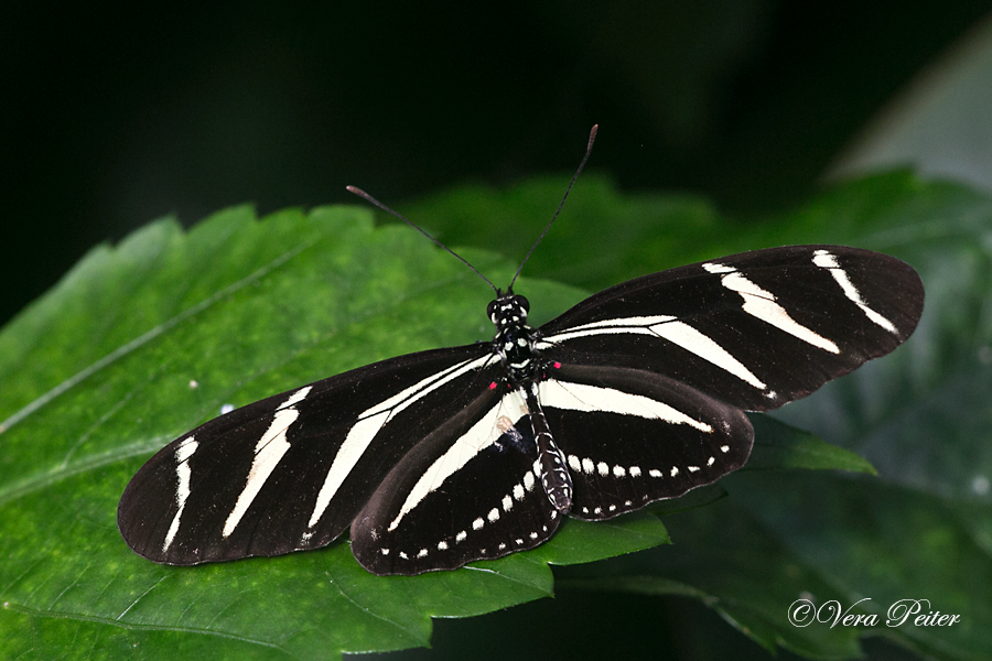 Passionsblumenfalter Heliconius charitonius