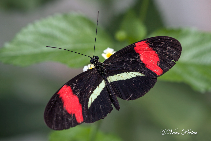 Passionsblumenfalter Heliconius erato
