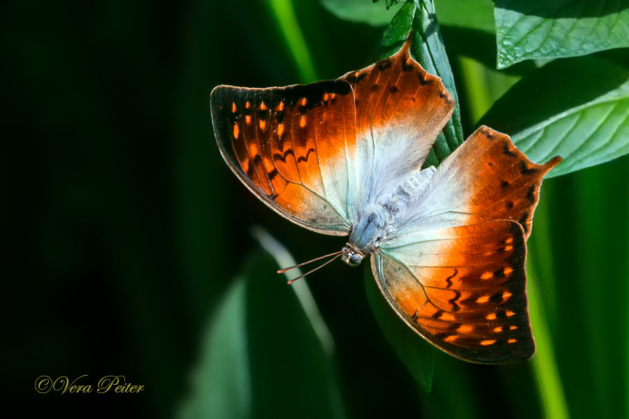 Pearl Emperor