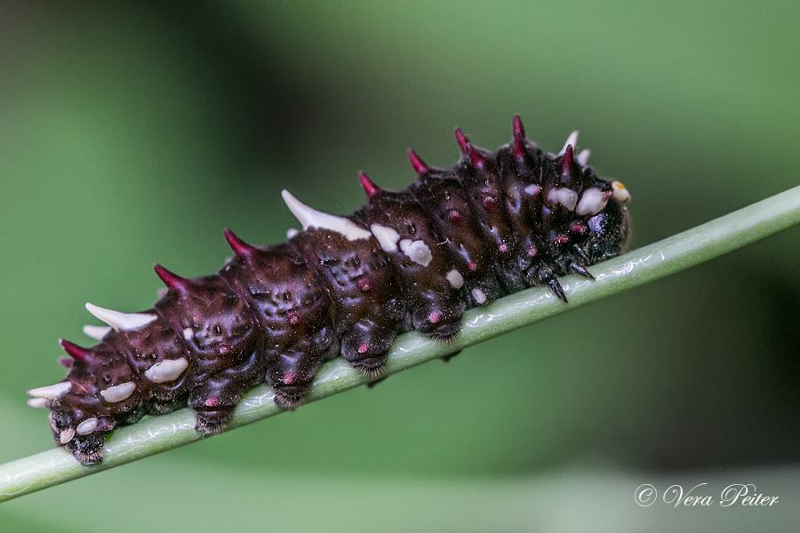 Pink-spotted Cattleheart