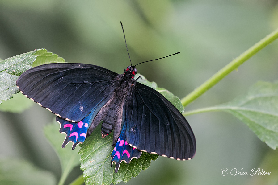 Pink-spotted Cattleheart