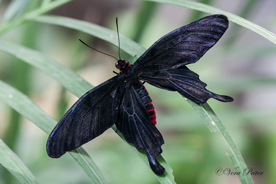 Kleine Fledermaus