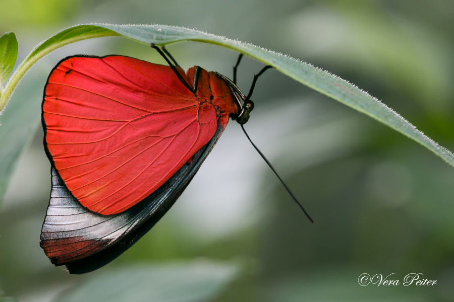 Red Flasher