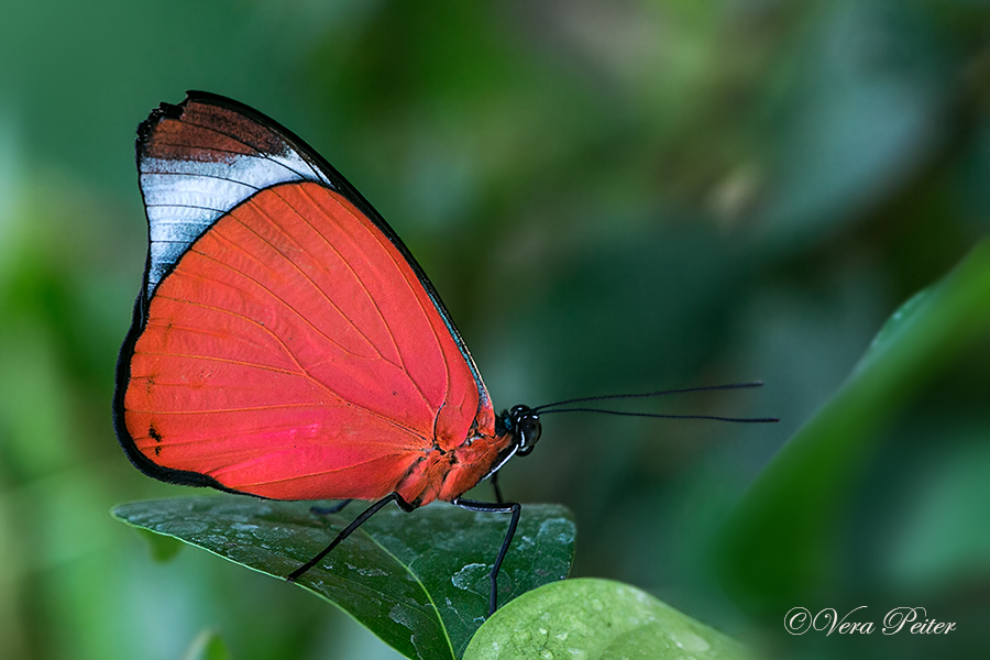 Red Flasher