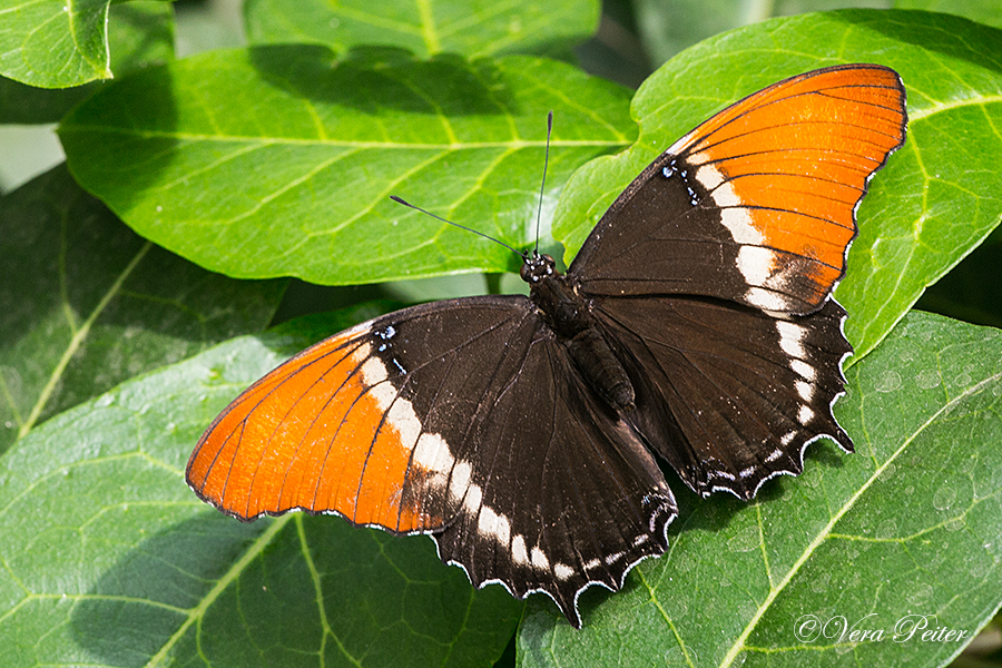 Schokoladenfalter