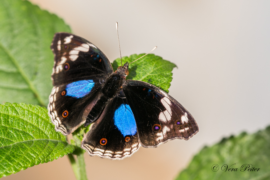 Schwarzes Veilchen