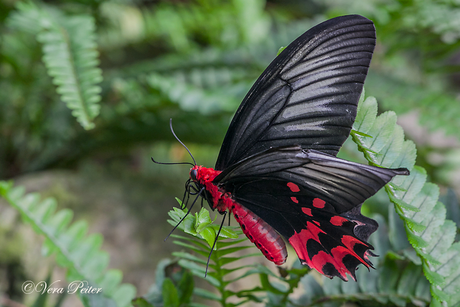 Semperi Swallowtail