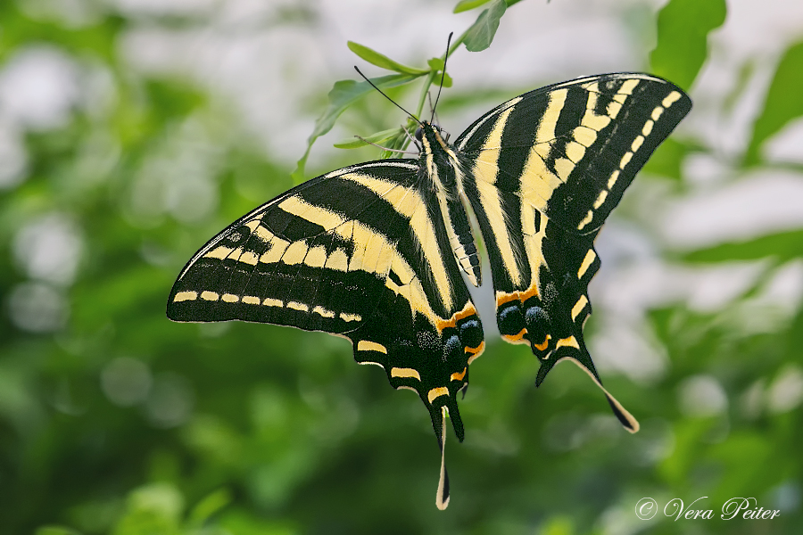 Three-tailed Swallowtail