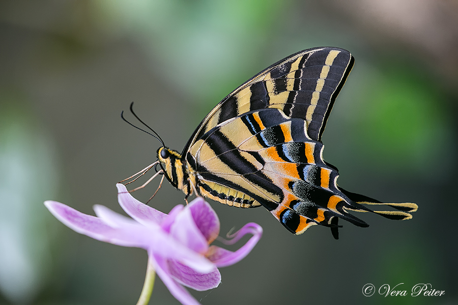 Three-tailed Swallowtail