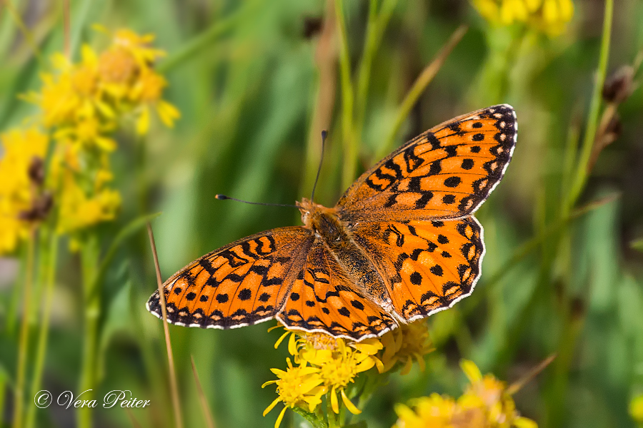 Zerene Fritillary