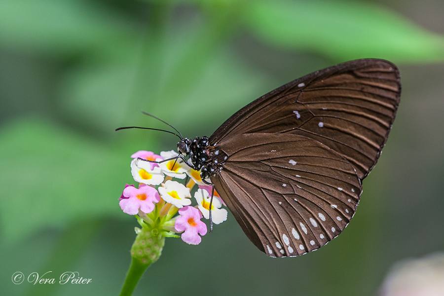 Zwergkrähe (Euploea tulliolus)