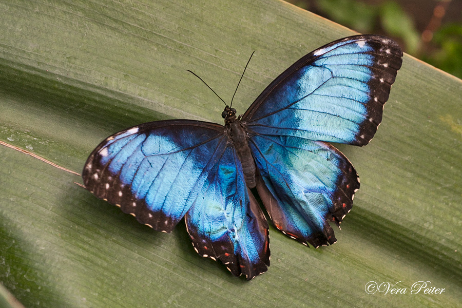 Blauer Morpho