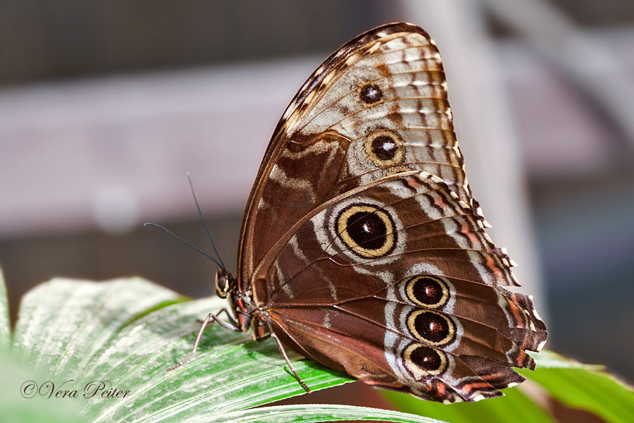 Blauer Morpho