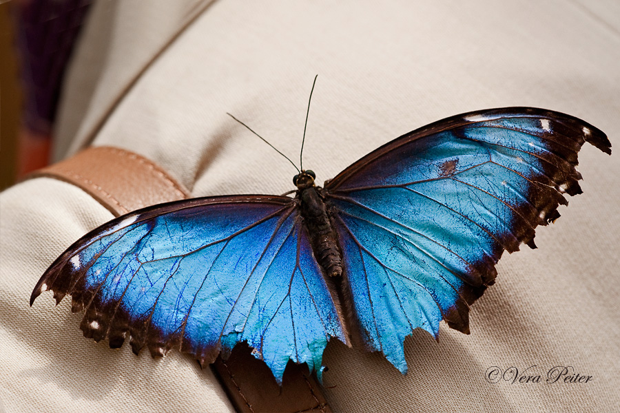 Blauer Morpho