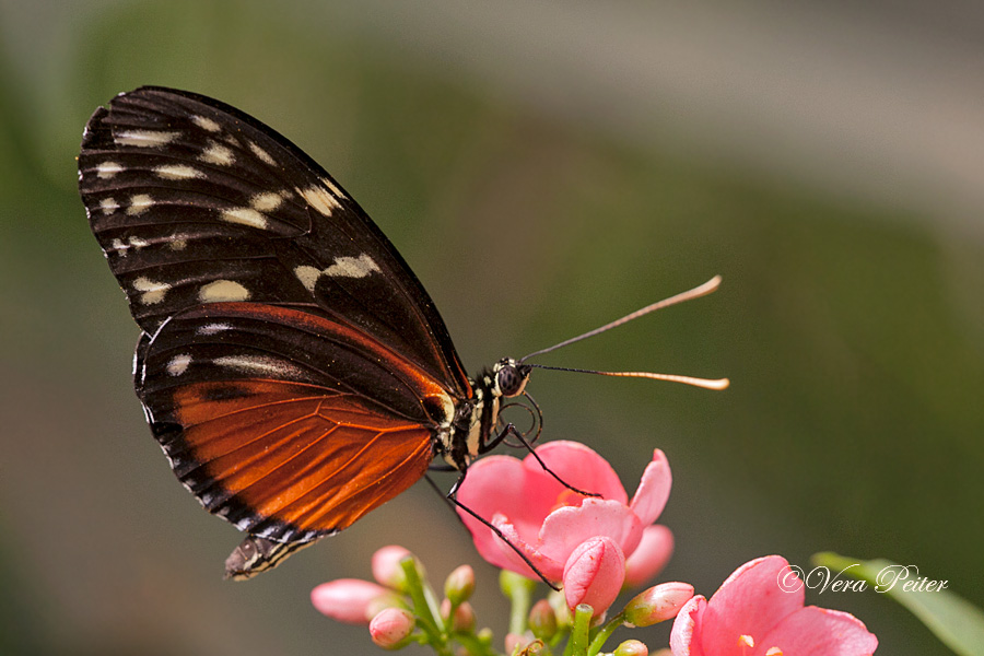 Passionsblumenfalter Heliconius hecale