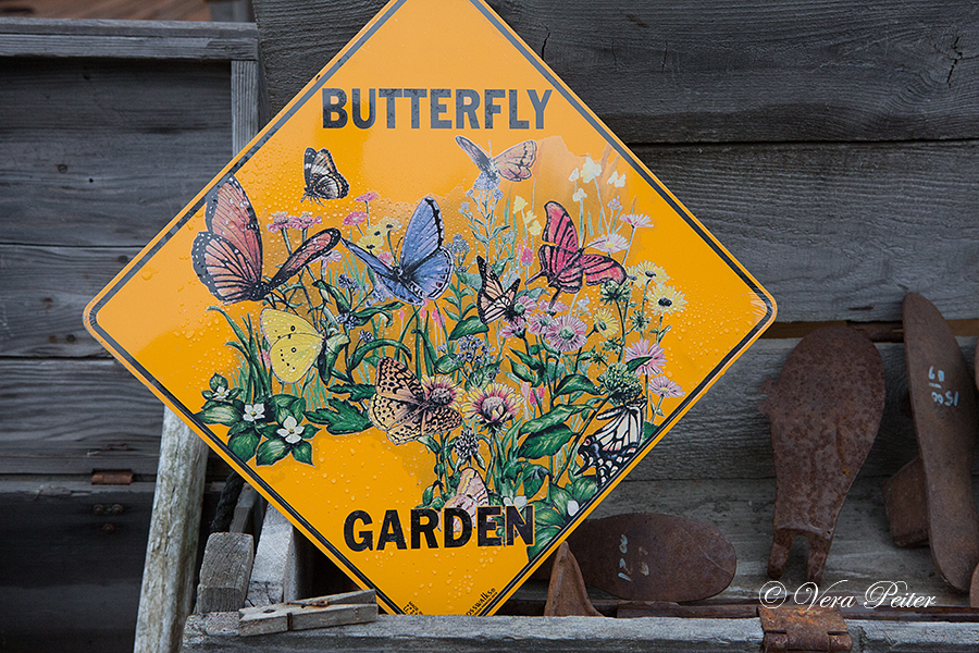 Butterfly Garden