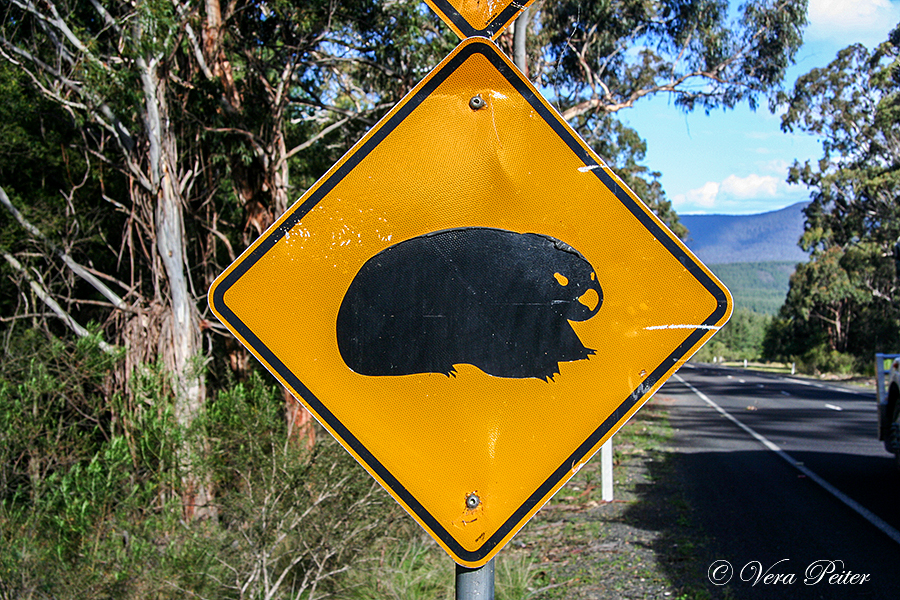 Wombat