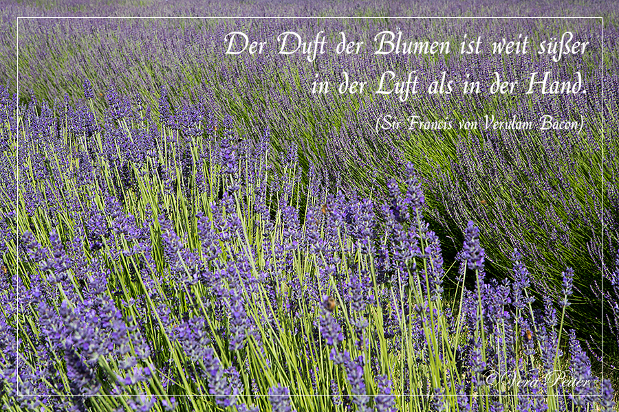 Duft der Blumen