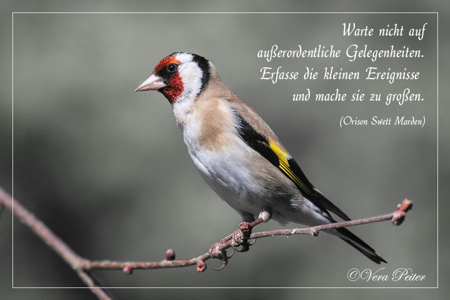 außerordentliche Gelegenheiten