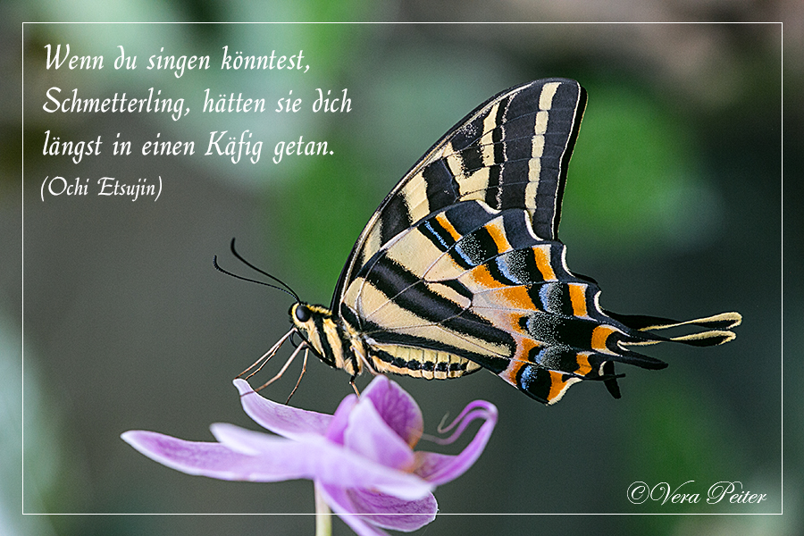 Schmetterling