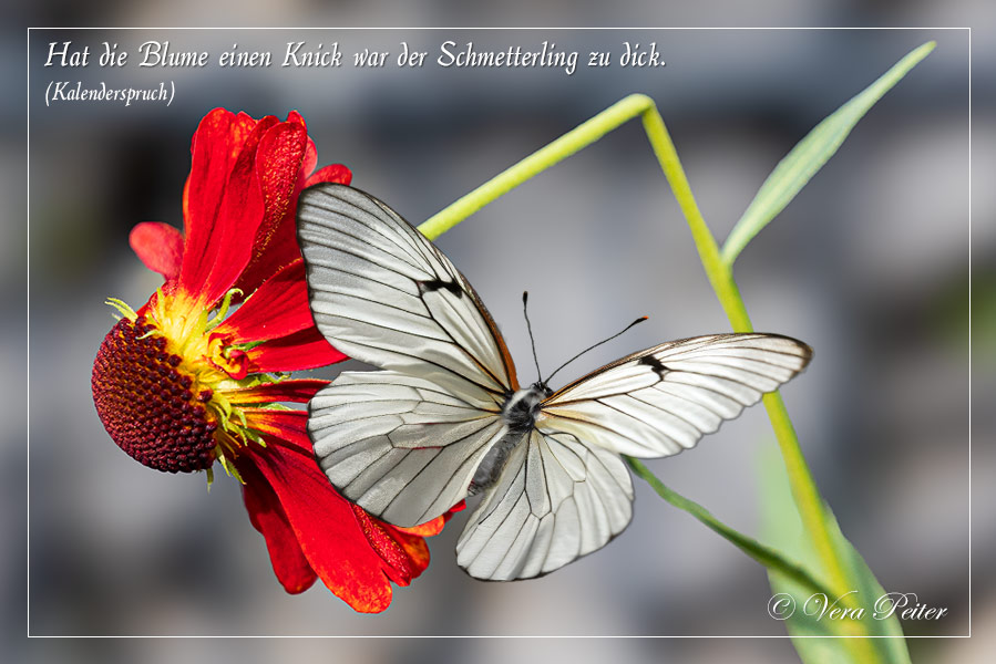 Schmetterling