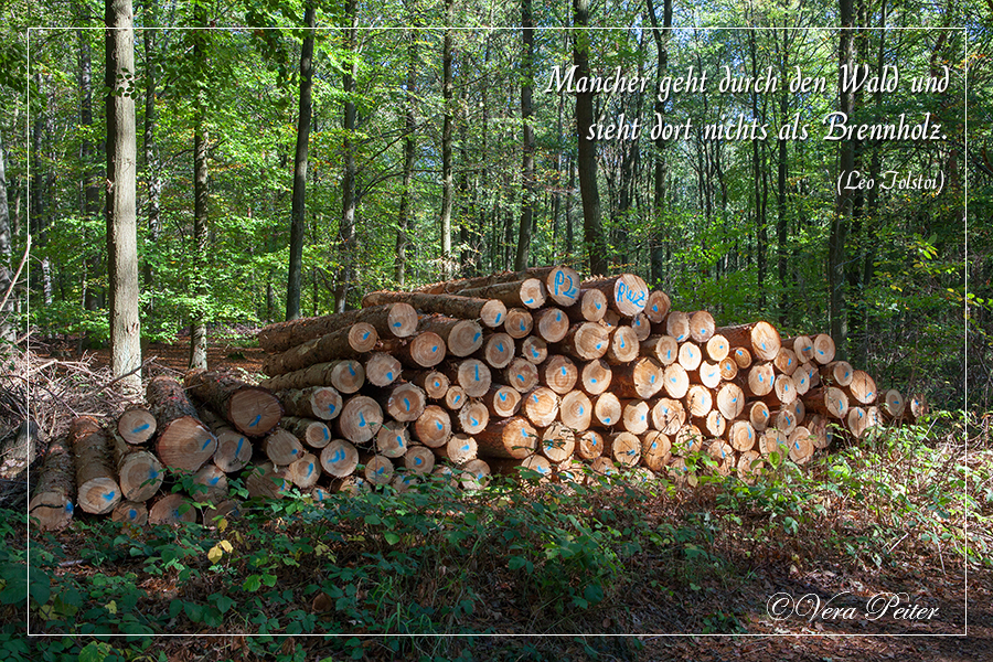 Wald und Brennholz