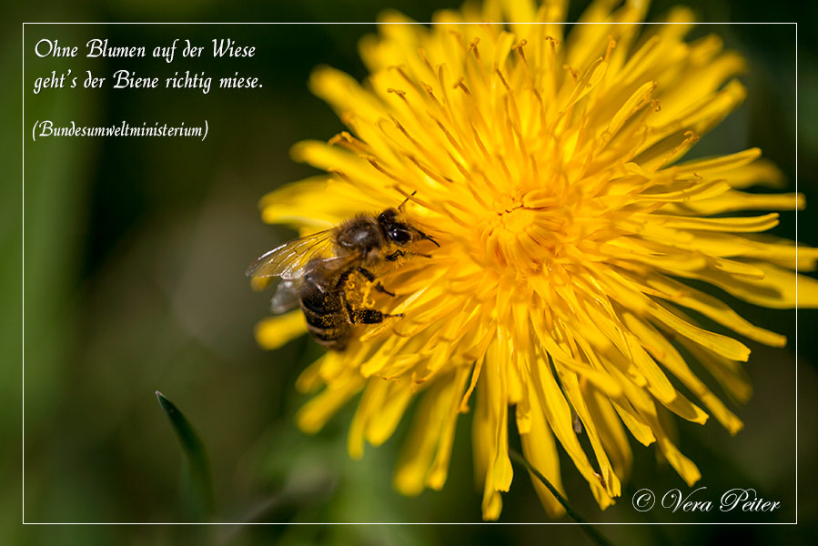 Wiesenblumen und Bienen