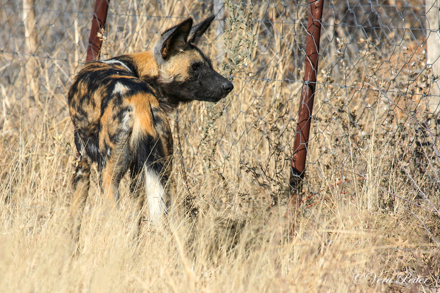 Afrikanischer Wildhund