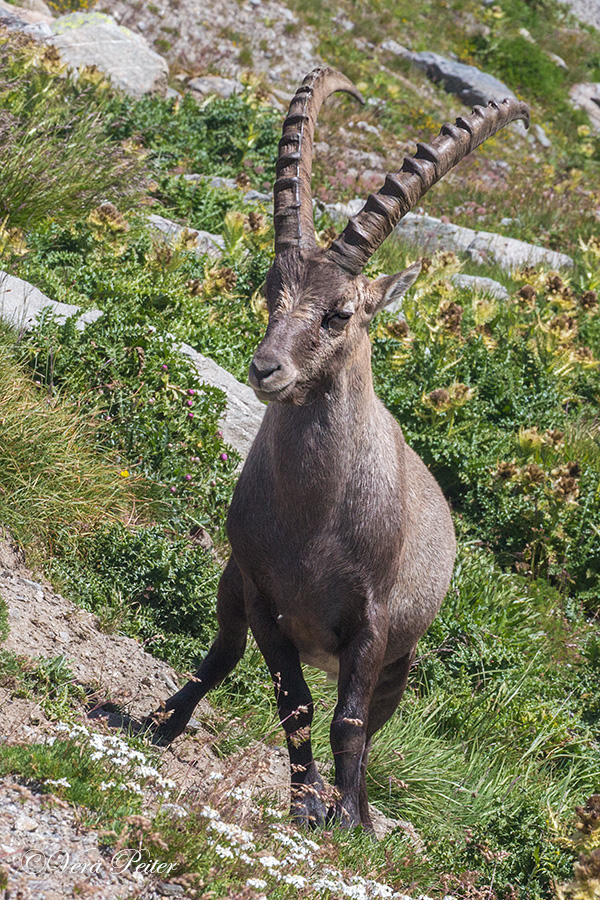 Alpensteinbock