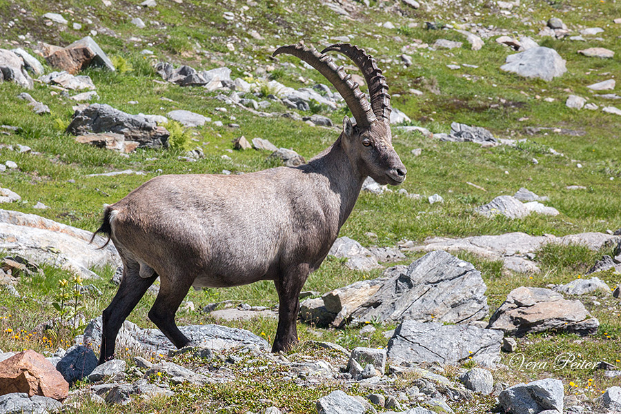 Alpensteinbock