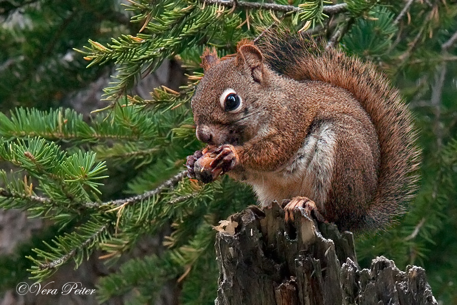 American Red Squirrel