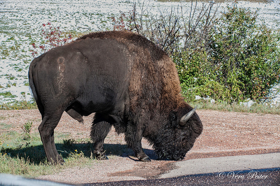 Amerikanischer Bison